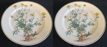 Lade das Bild in den Galerie-Viewer, 2er Set SPEISETELLER "Botanica" - Porzellan, Goldrand / Anthemis lindoria Pflanzen mit Wurzel Dekor