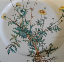 Lade das Bild in den Galerie-Viewer, 2er Set SPEISETELLER "Botanica" - Porzellan, Goldrand / Anthemis lindoria Pflanzen mit Wurzel Dekor
