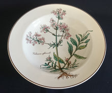 Lade das Bild in den Galerie-Viewer, SUPPENTELLER "Botanica" - Porzellan, Goldrand / Valeriana officinalis Pflanzen mit Wurzel Dekor