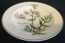 Lade das Bild in den Galerie-Viewer, SUPPENTELLER "Botanica" - Porzellan, Goldrand / Valeriana officinalis Pflanzen mit Wurzel Dekor