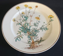 Lade das Bild in den Galerie-Viewer, 2er Set  SPEISETELLER "Botanica" - Porzellan, Goldrand / Anthemis lindoria Pflanzen mit Wurzel Dekor
