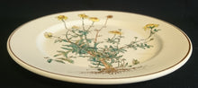 Lade das Bild in den Galerie-Viewer, 2er Set  SPEISETELLER "Botanica" - Porzellan, Goldrand / Anthemis lindoria Pflanzen mit Wurzel Dekor
