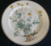 Lade das Bild in den Galerie-Viewer, 2er Set  SPEISETELLER "Botanica" - Porzellan, Goldrand / Anthemis lindoria Pflanzen mit Wurzel Dekor
