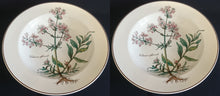 Lade das Bild in den Galerie-Viewer, 2er Set SUPPENTELLER "Botanica" - Porzellan, Goldrand / Valeriana officinalis Pflanzen mit Wurzel Dekor
