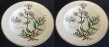 Lade das Bild in den Galerie-Viewer, SUPPENTELLER "Botanica" - Porzellan, Goldrand / Valeriana officinalis Pflanzen mit Wurzel Dekor
