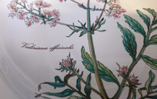 Lade das Bild in den Galerie-Viewer, SUPPENTELLER &quot;Botanica&quot; - Porzellan, Goldrand / Valeriana officinalis Pflanzen mit Wurzel Dekor
